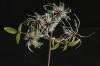Federblume (?)