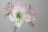 Rosa-weisse Blume